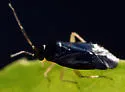 Slaterocoris pallipes - photo 2