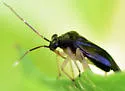 Slaterocoris pallipes - photo 3