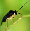 Slaterocoris pallipes - photo 4