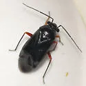 Slaterocoris rubrofemoratus
