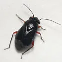 Slaterocoris rubrofemoratus - photo 2