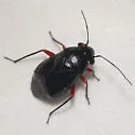 Slaterocoris rubrofemoratus - photo 3
