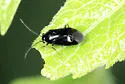 Slaterocoris stygicus