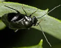 Slaterocoris stygicus - photo 2