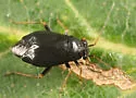 Slaterocoris stygicus - photo 3