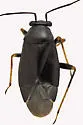 Slaterocoris stygicus - photo 4