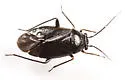 Slaterocoris stygicus - photo 5