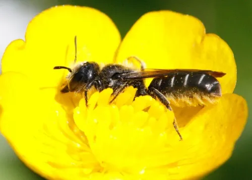 Sleepy Carpenter Bee - photo 2