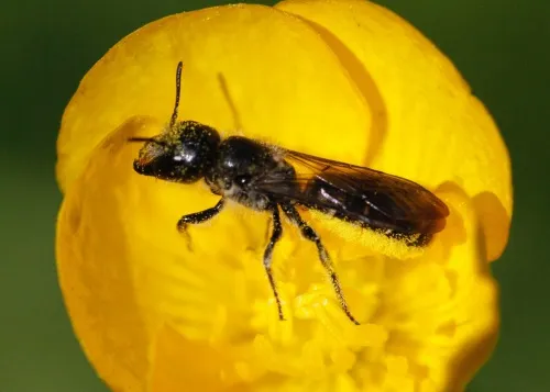 Sleepy Carpenter Bee - photo 3