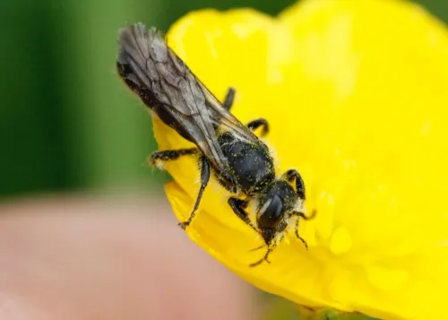 Sleepy Carpenter Bee - photo 4