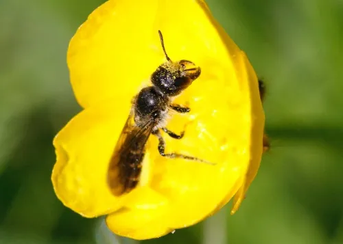 Sleepy Carpenter Bee - photo 5