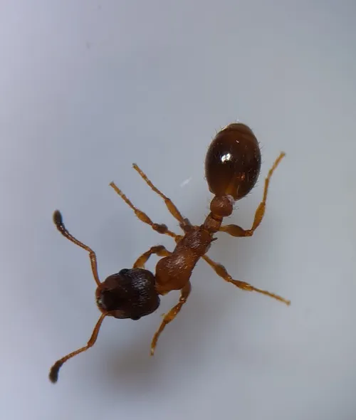 Slender Ant - photo 2