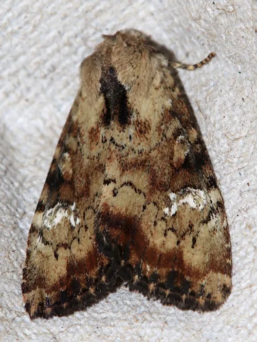 Slender Brindle - photo 2