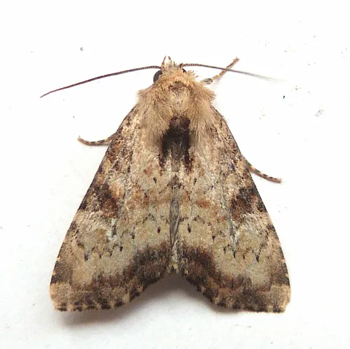 Slender Brindle - photo 3