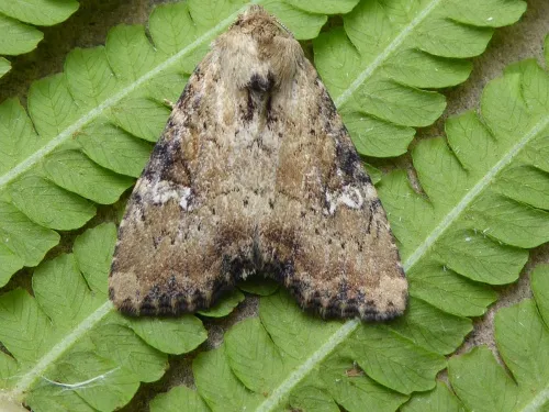 Slender Brindle - photo 4