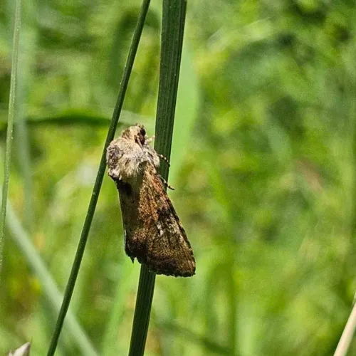 Slender Brindle - photo 7