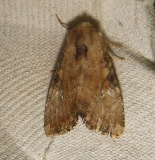 Slender Brindle - photo 8