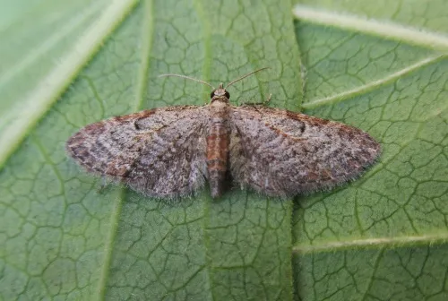 Slender Pug - photo 2