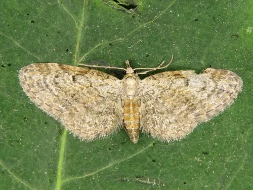 Slender Pug - photo 3