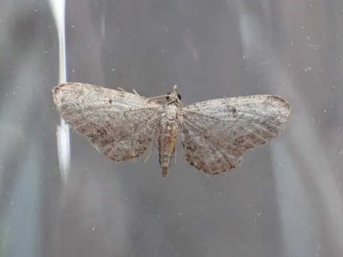 Slender Pug - photo 4