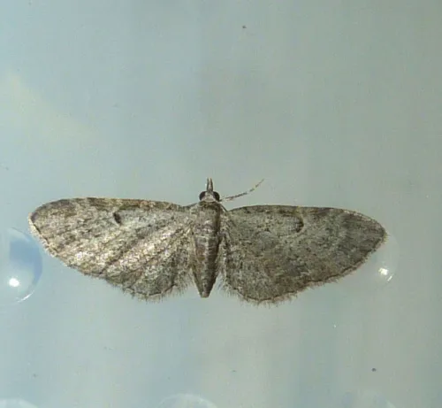 Slender Pug - photo 8
