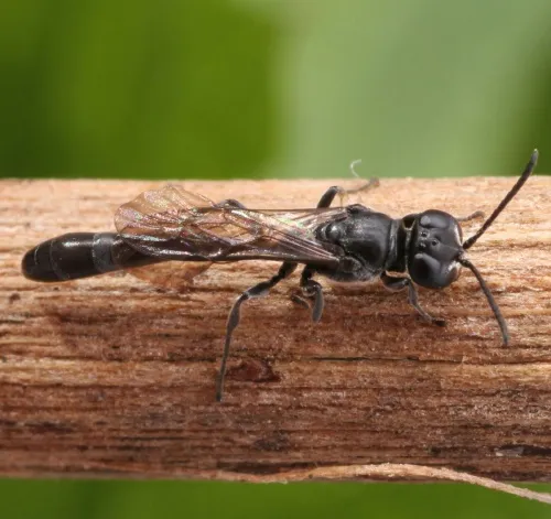 Slender Wood Borer Wasp