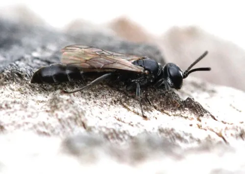 Slender Wood Borer Wasp - photo 2
