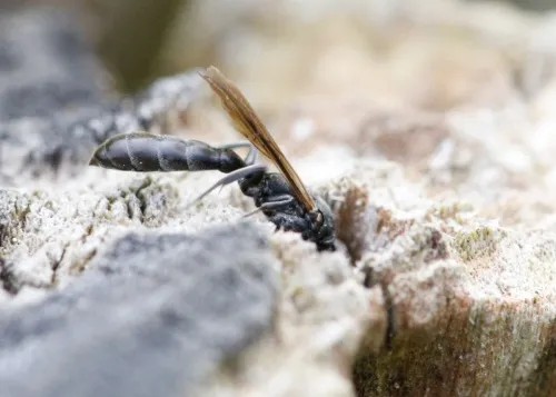 Slender Wood Borer Wasp - photo 3