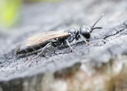 Slender Wood Borer Wasp - photo 4