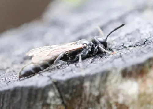 Slender Wood Borer Wasp - photo 5