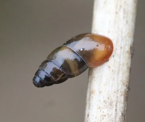 Slippery Snail