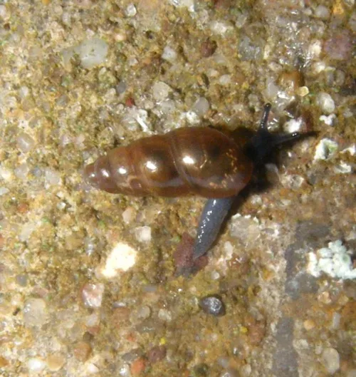 Slippery Snail - photo 2