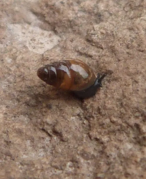 Slippery Snail - photo 3