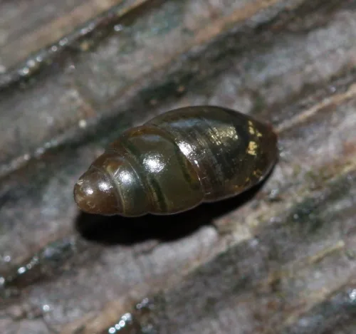 Slippery Snail - photo 4