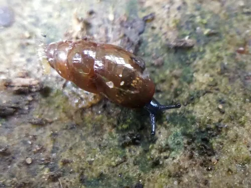 Slippery Snail - photo 5