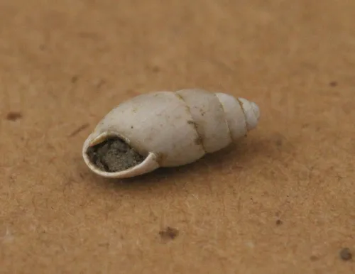 Slippery Snail - photo 7