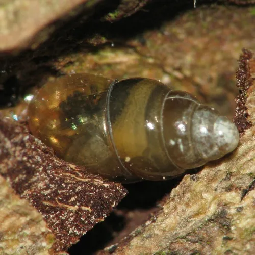 Slippery Snail - photo 8