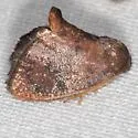 Slossonella tenebrosa - Hodges#4655
