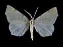 Slossonia rubrotincta - Hodges#6816 - Slossonia rubrotincta