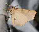 Slossonia rubrotincta - Hodges#6816 - photo 3