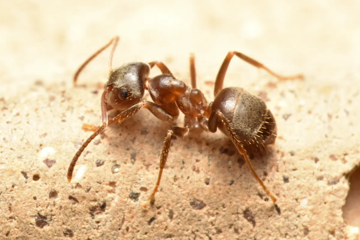 Small Black Ant - photo 3