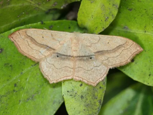 Small Blood-vein - Scopula imitaria