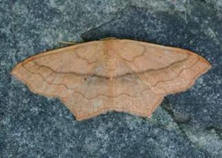 Small Blood-vein - photo 8