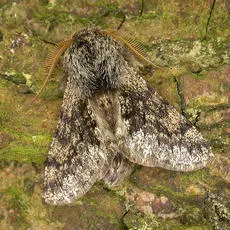 Small Brindled Beauty