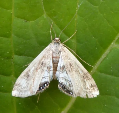 Small China-mark - Cataclysta lemnata
