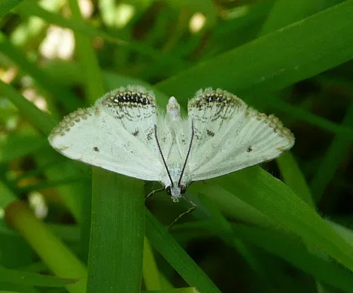 Small China-mark - photo 3