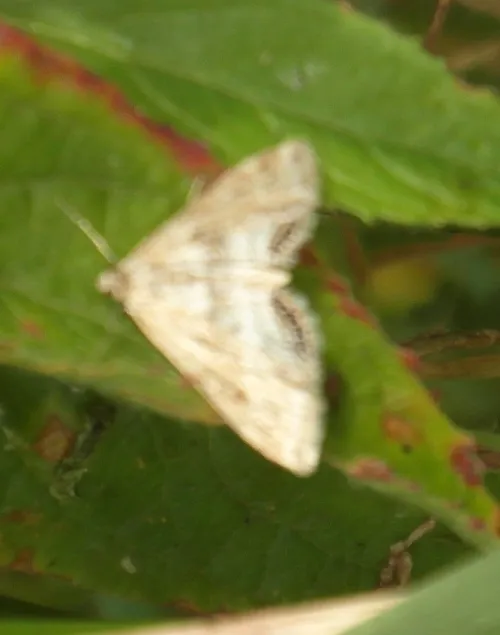Small China-mark - photo 6