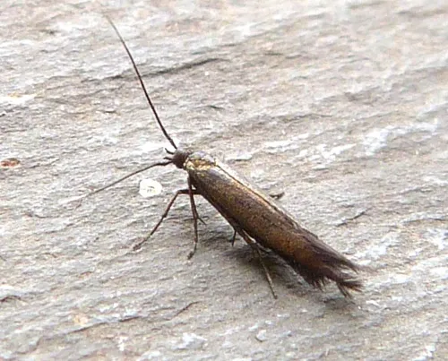 Coleophora frischella - Coleophora frischella