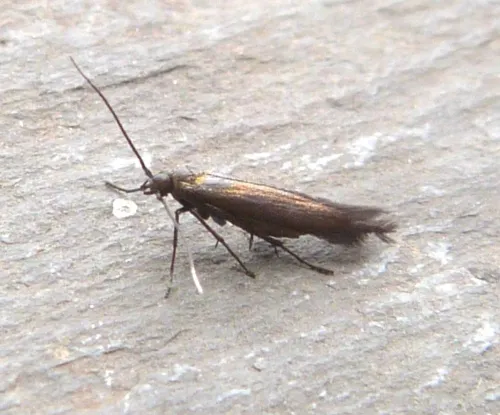 Coleophora frischella - photo 2