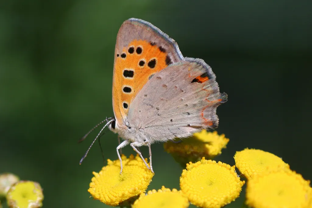 Small Copper - photo 3
